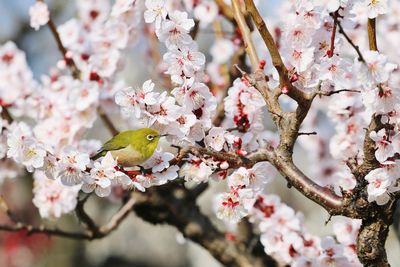 Close-up of cherry blossom