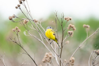 Close-up of yellow bird perching on flower
