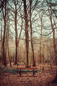 Trees in forest against sky