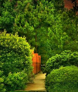 View of trees and plants