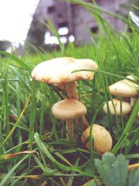 Close-up of fly agaric mushroom