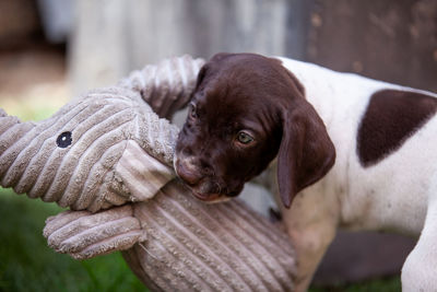 Little puppy of the french pointing dog breed playing with his big elephant toy