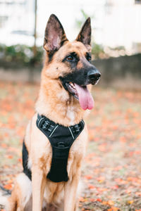 Close-up of dog on field