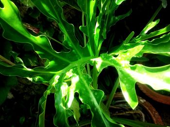 Close-up of snake on plant