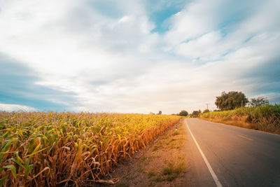 Farming for future from large sugarcane farm make for bio fuel with beautiful sky on morning time