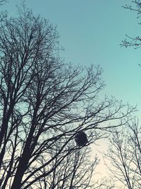 Low angle view of bare tree against sky