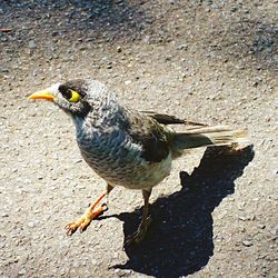 Close-up of bird