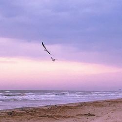 Birds flying over beach against sky