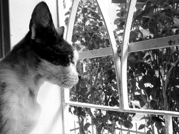 Cat looking away