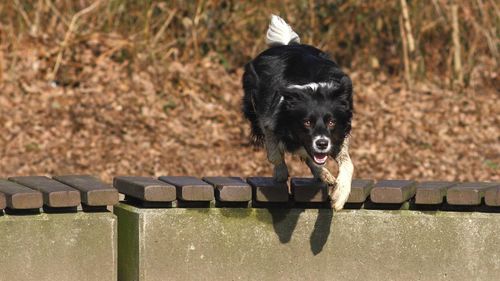 High angle portrait of black dog