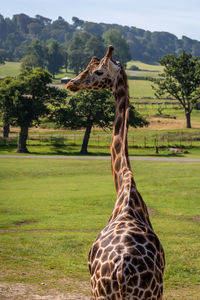 Giraffe in a field