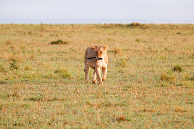 Lioness running on field