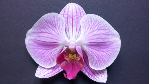 Close-up of bee on purple flower