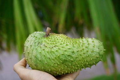 Close-up of hand holding fruit