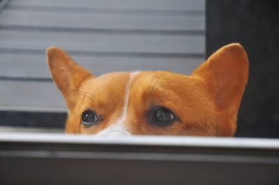 Close-up portrait of a dog