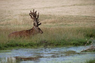 View of deer drinking water