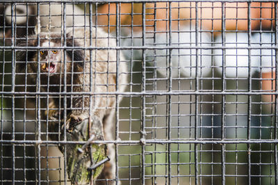 Close-up of animal in cage