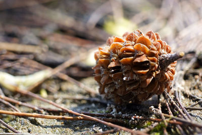 Close-up of pine fruit on field