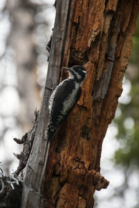 Close-up of bird perching on tree trunk