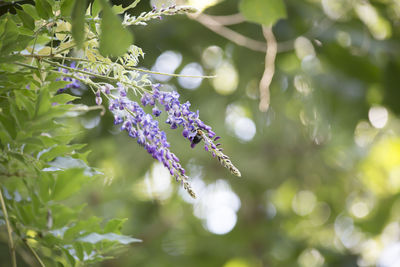 Close-up of purple flowering plant