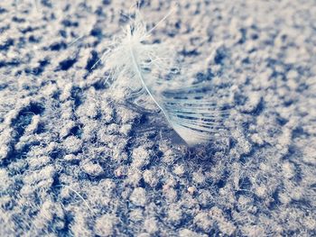 Close-up of feather on snow covered land