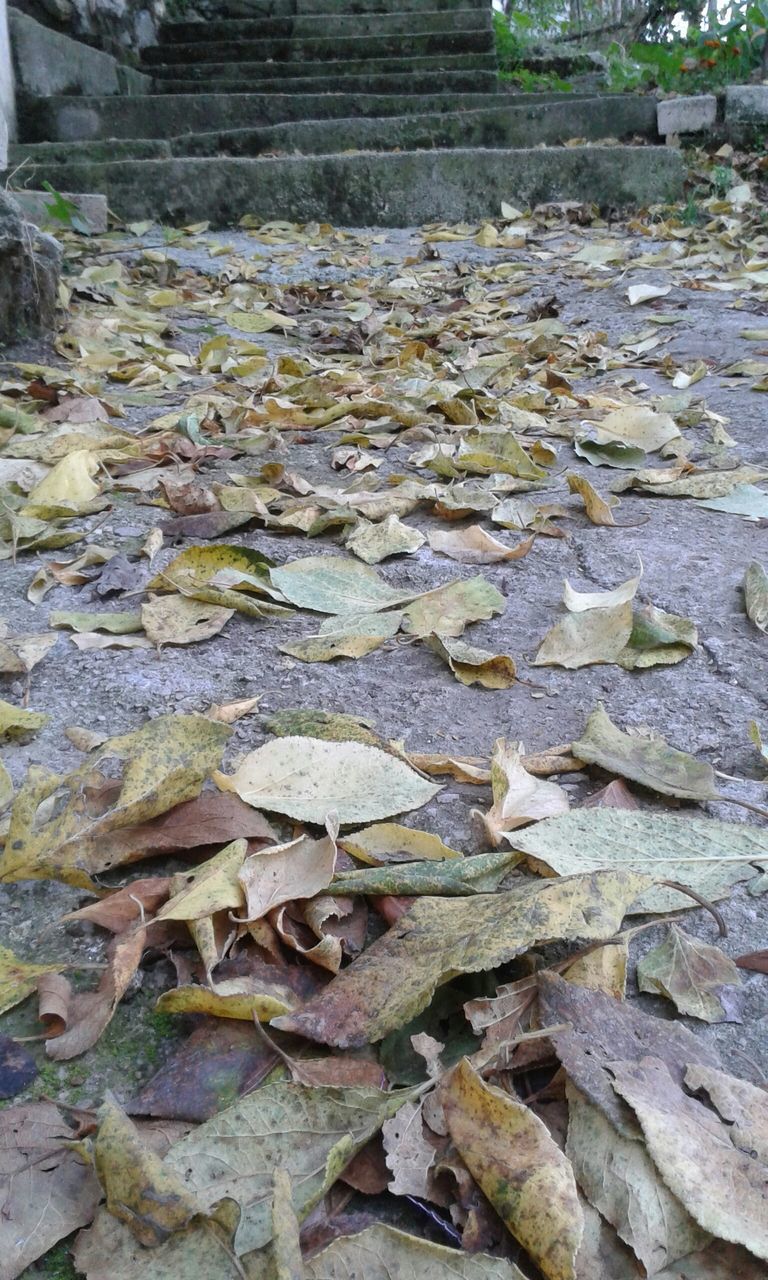 textured, rock - object, stone - object, full frame, nature, day, abundance, backgrounds, outdoors, no people, wood - material, high angle view, stone, pattern, log, tranquility, water, leaf, dry, natural pattern