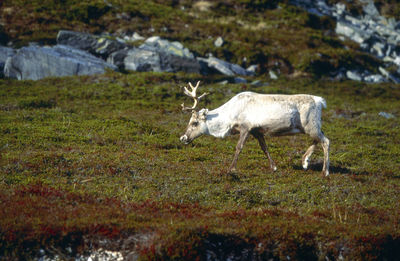 Side view of reindeer on field
