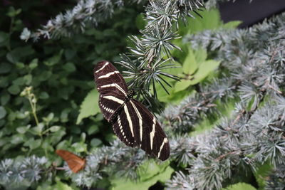 Close-up of butterfly on plant