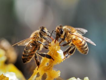 Close-up of bees on honey comb