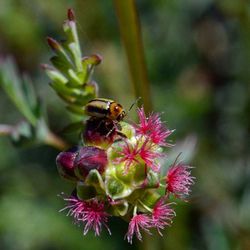 Close-up of bee pollinating on pink flower