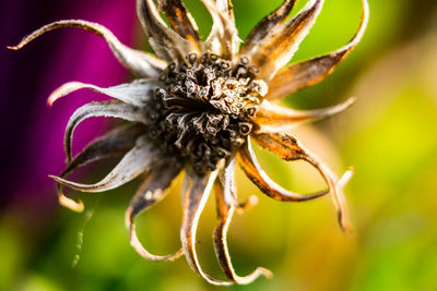 Close-up of wilted flower