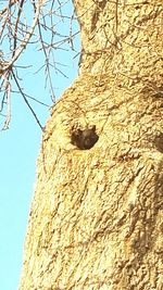 Low angle view of bird perching on tree against sky