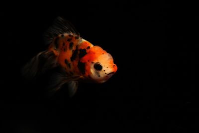 Close-up of fish in aquarium