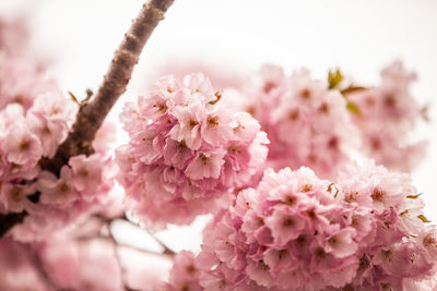 Close-up of pink cherry blossoms in spring