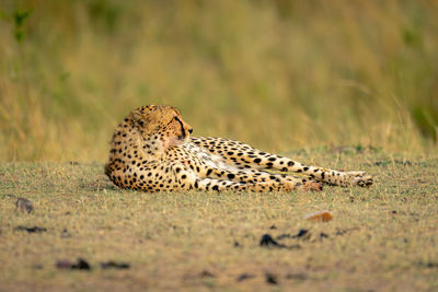 Cheetah lies on