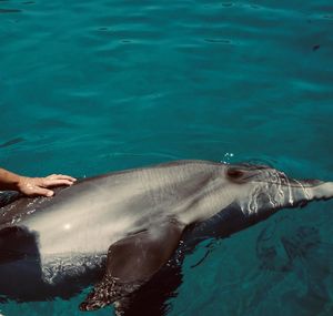 Woman swimming in sea