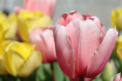 Close-up of yellow flower