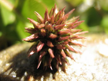 Close-up of flower tree