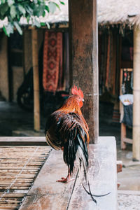 Close-up of rooster