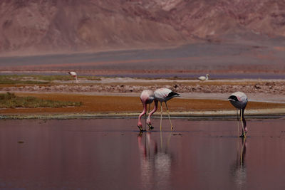 Birds on field