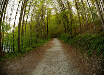 Dirt road passing through forest