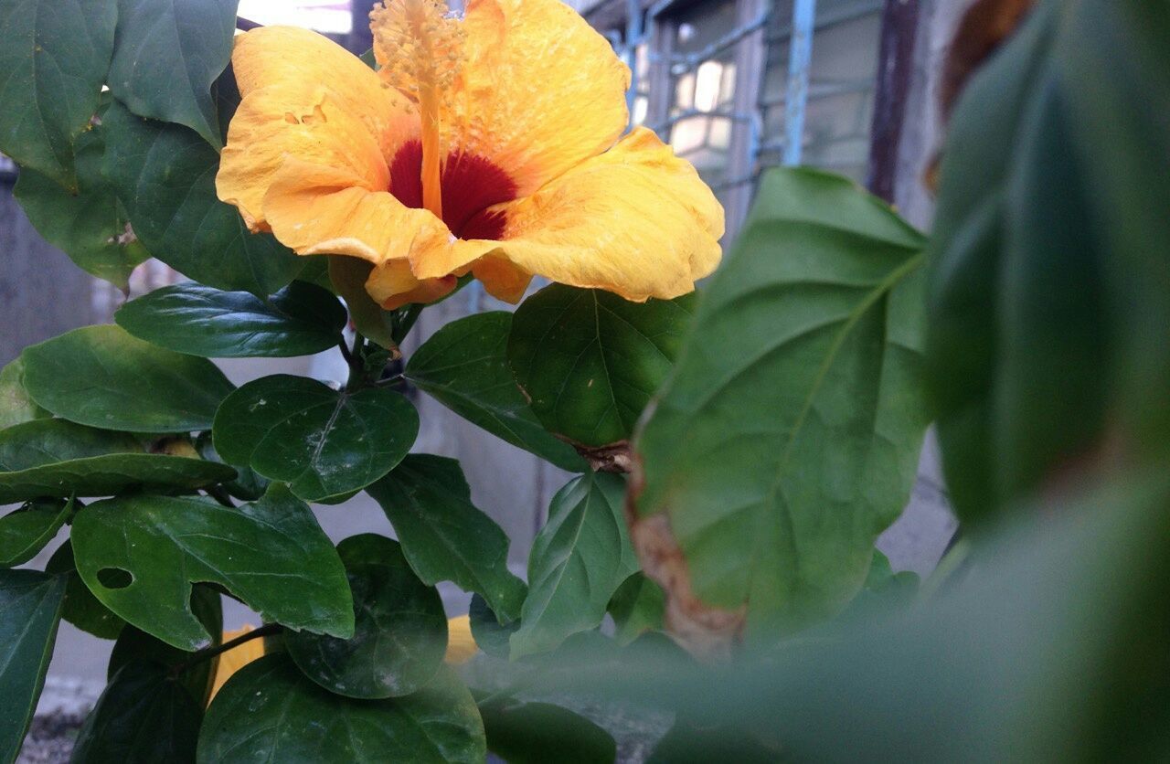 CLOSE-UP OF FLOWER BLOOMING