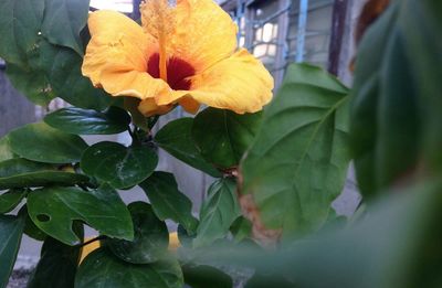 Close-up of flower blooming outdoors