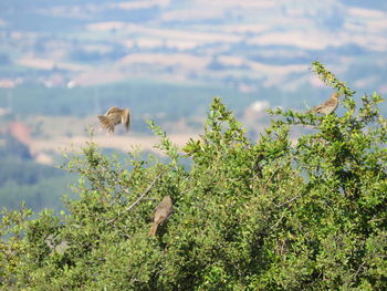 View of a lizard on land