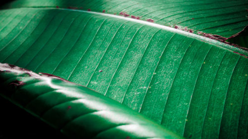 Close-up of green leaf on plant