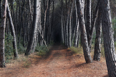 Trees in forest against sky