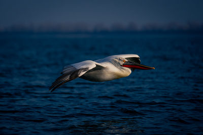 Pelican flying over lake