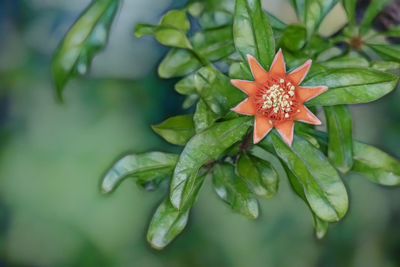 Close-up of orange flowering plant