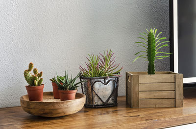 Succulents and cactus on a wooden table in a living room. natural home decoration.