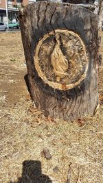 Close-up of tree trunk